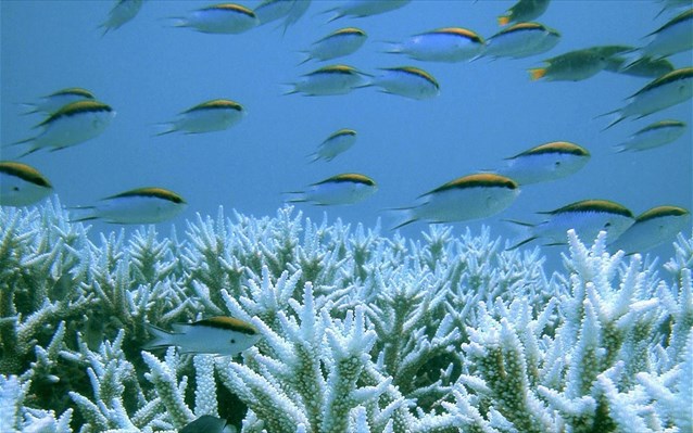 Ανακάλυψη οργανισμών που αναπνέουν αρσενικό στον Ειρηνικό Ωκεανό